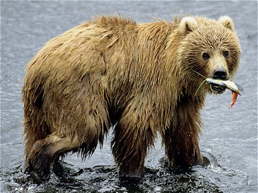 世界一大きい熊　コディアックヒグマ2